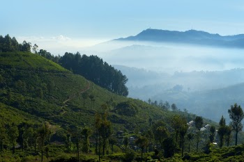 Green Tree on Mountain Under Cloudy Sky