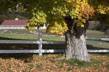 Green Tree Planted Near Ranch Bench