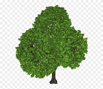 Green Tree Png Clipart Gallery - Black Walnut Tree