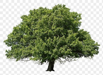 Green tree png, nature sticker | Free PNG - rawpixel