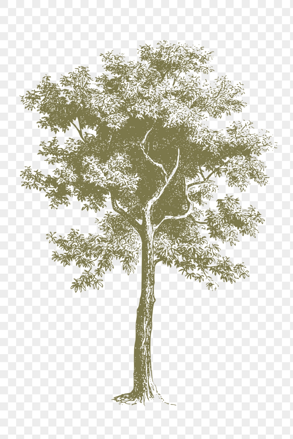 Green tree png sticker, vintage | Free PNG Illustration - rawpixel