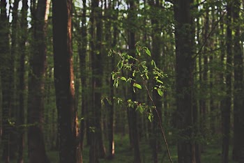 Green Tree Sapling