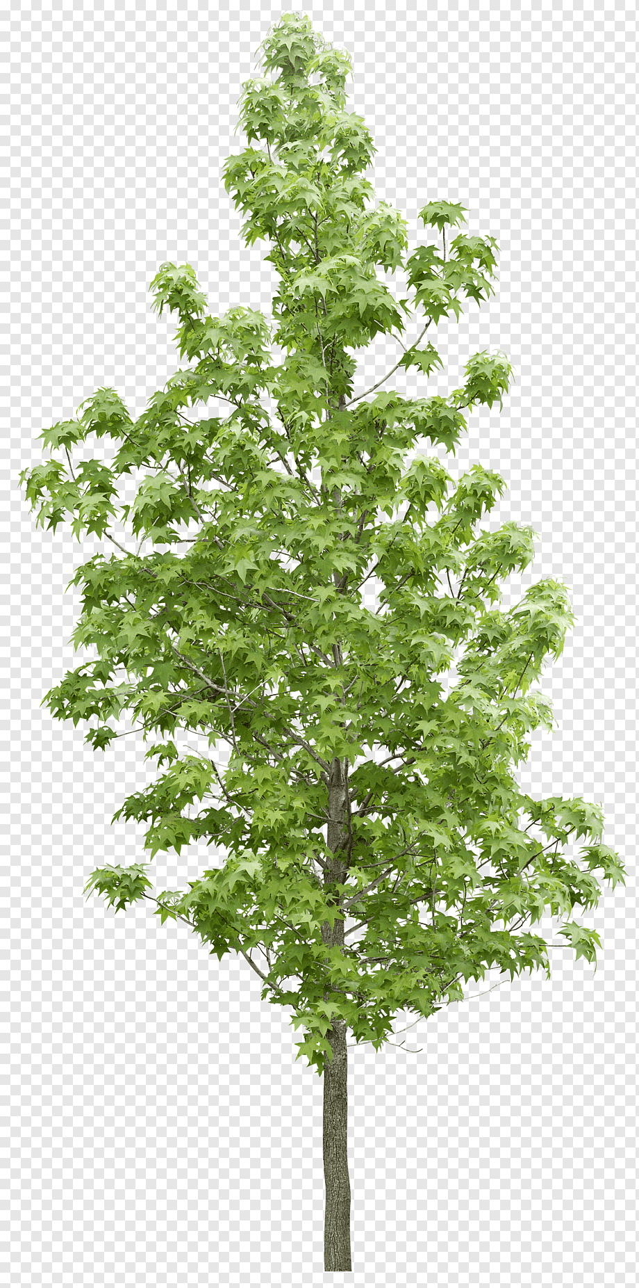 green tree, Tree Forest Vegetation, Forest trees, leaf, tree Branch, branch png