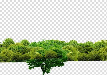 Green tree, Tree Shulin District Forest , forest transparent background PNG clipart
