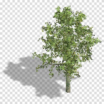 Green tree , Tree Woody plant Shrub Copenhagen, bird watercolor transparent background PNG clipart