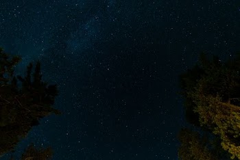 green tree under blue starry sky at night