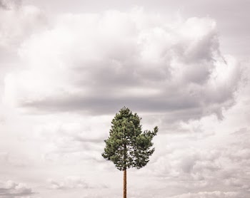Green Tree Under Cloudy Sky