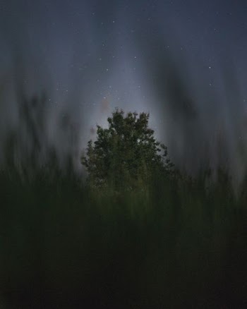 green tree under gray clouds at nighttime