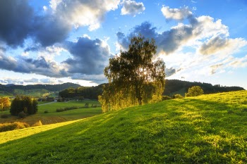 Green Tree Under Sunny Cloudy