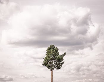 green tree under white clouds