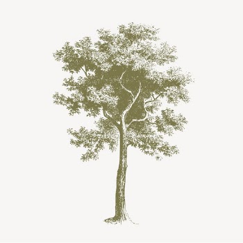 Green tree, vintage botanical illustration | Free Photo Illustration - rawpixel