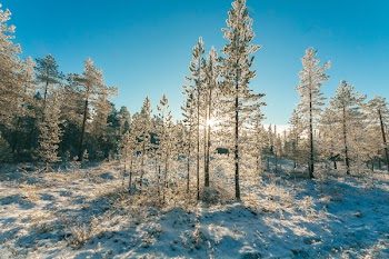 Green Tree With Snows