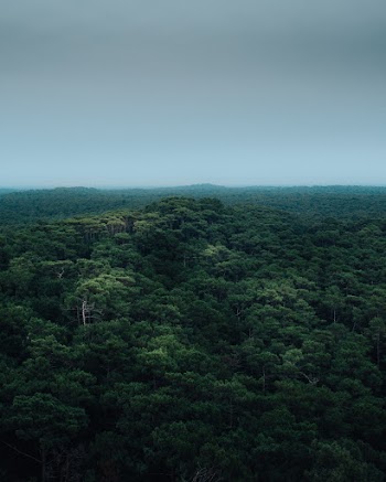 Green Trees