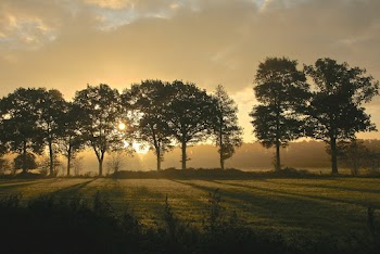 Green Trees