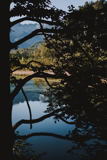 Green Trees