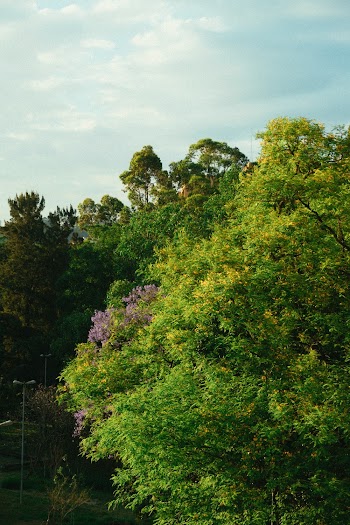 Green Trees