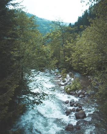Green Trees
