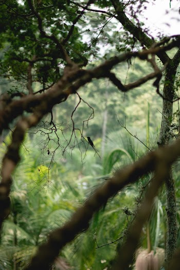 Green Trees