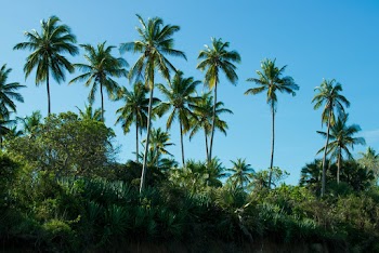 Green Trees