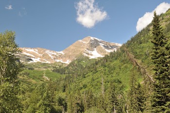 Green Trees