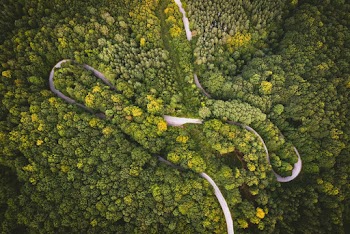 Green Trees