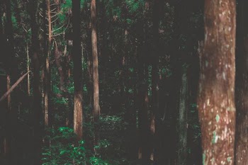 green trees