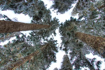 Green Trees