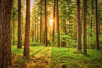 Green Trees