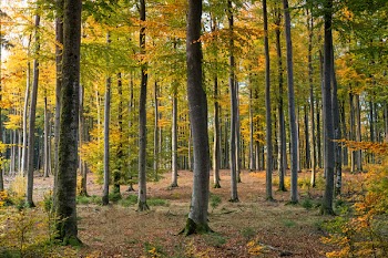 Green Trees