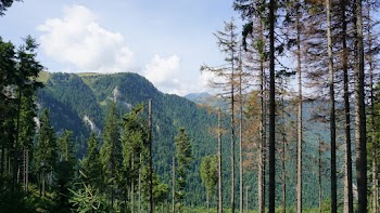 Green Trees
