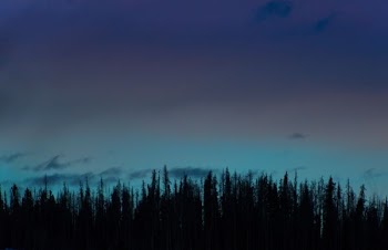 green trees