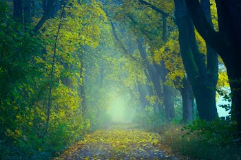 Green Trees