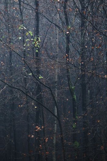 green trees