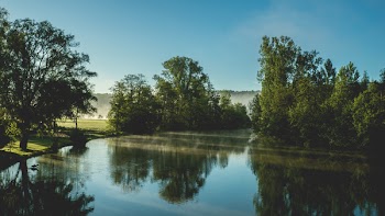 Green Trees