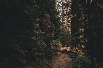 green trees