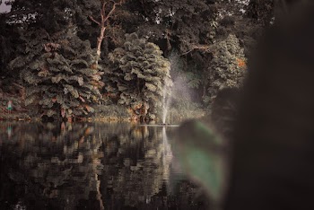 Green Trees