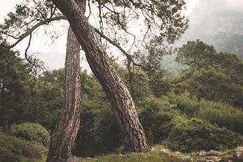 Green Trees