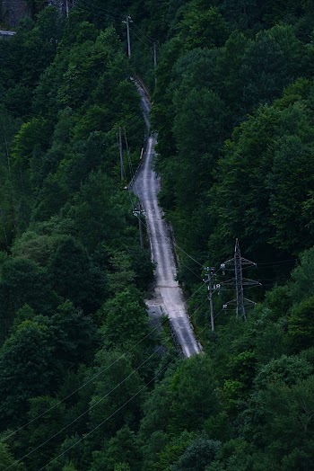 Green Trees