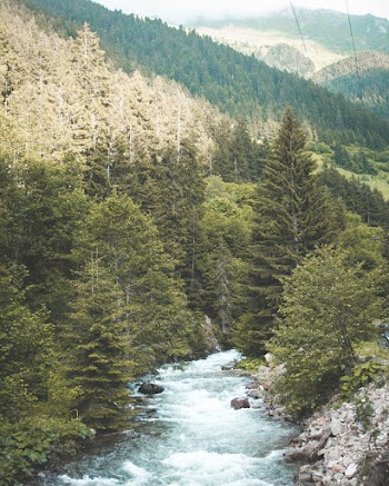 Green Trees