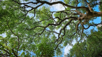 Green Trees