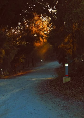 Green Trees