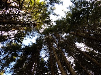 Green Trees