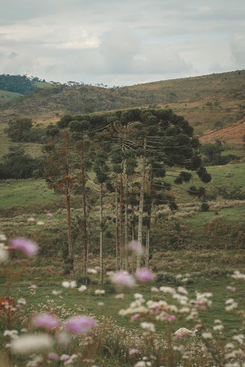Green Trees