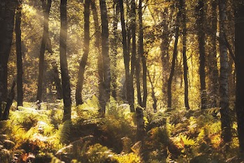 Green Trees