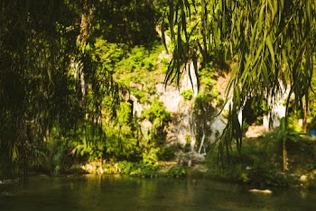 Green Trees