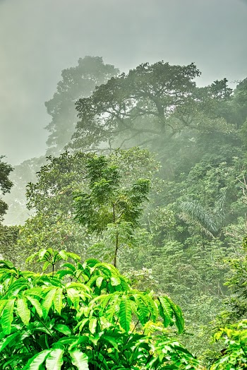 Green Trees