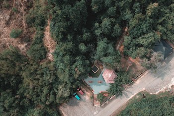 Green Trees
