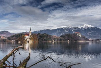 Green Trees Across Body of Water