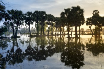 Green Trees Across Calm Body Of Water
