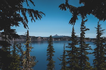 Green Trees Against Body of Water Photo
